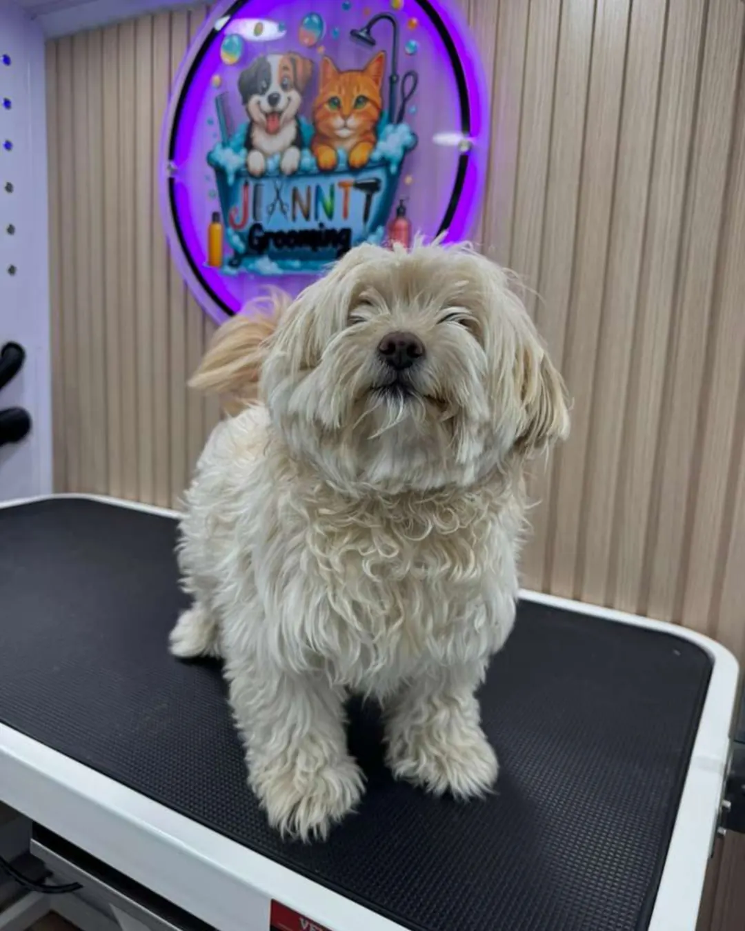 Before Jeanntt grooming