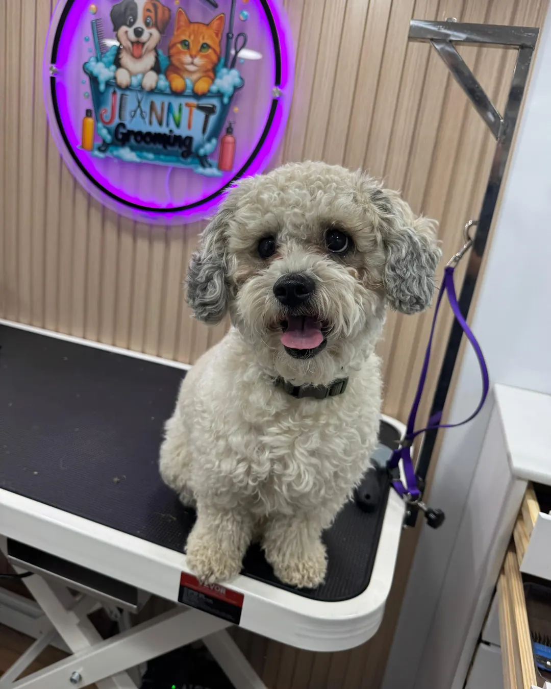 Before Jeanntt grooming